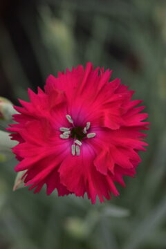 Dianthus Pickables ColorPop_168-00