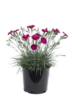 Dianthus Pickables ColorPop_168-201