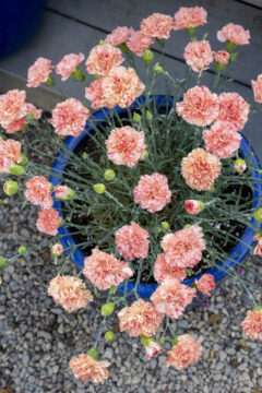 Dianthus-SCENT-FIRST-Orange-Sparkler_Z8P4041