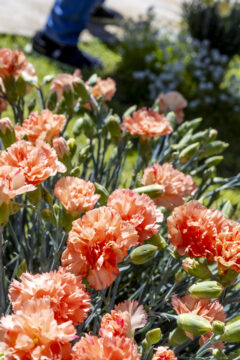 Dianthus-Scent-First-Orange-Sparkler_2684