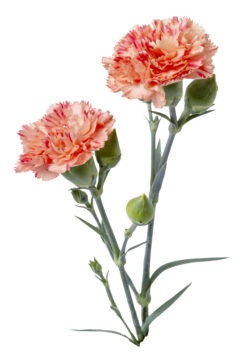 Dianthus-Scent-First-Orange-Sparkler_271