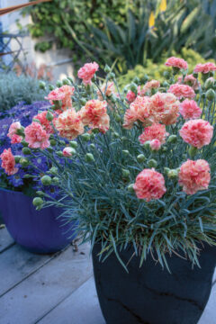 Dianthus-Scent-First-Orange-Sparkler_4213