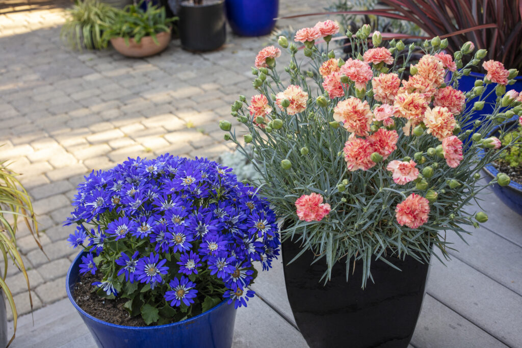 Dianthus-Scent-First-Orange-Sparkler_4214
