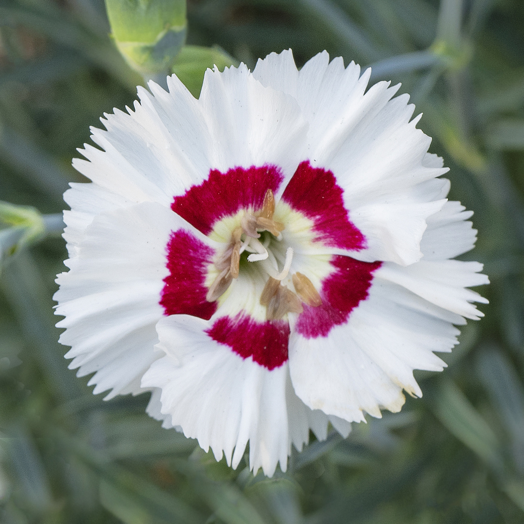 Dianthus AMERICAN PIE® Berry a la Mode Imp