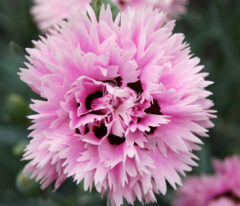Dianthus-EB-Fizzy-001