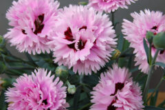 Dianthus-EB-Fizzy-002