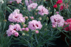 Dianthus-EB-Fizzy-003