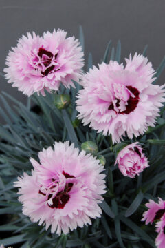 Dianthus-EB-Fizzy-004