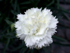 Dianthus-EB-Frosty-001
