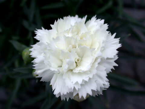 Dianthus-EB-Frosty-001