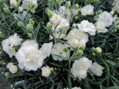 Dianthus-EB-Frosty-003