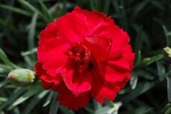 Dianthus-EB-Radiance-001
