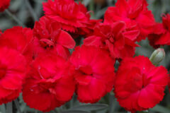 Dianthus-EB-Radiance-002