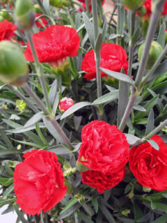 Dianthus-EB-Radiance-003
