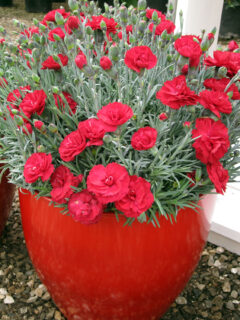 Dianthus-EB-Radiance-004