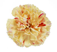Dianthus-SCENT-FIRST-Lemon-Sparkler_Z8P3872