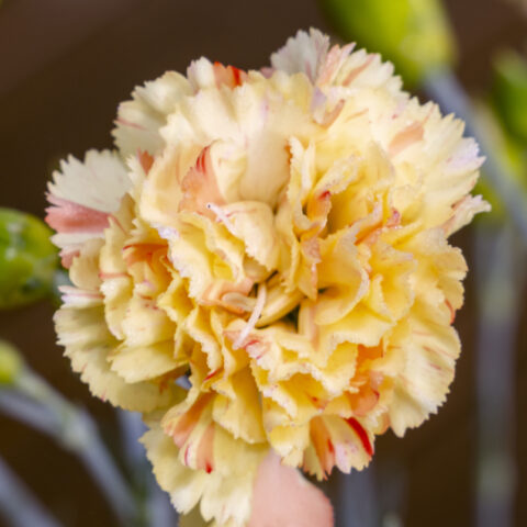 Dianthus-Scent-First-Lemon-Sparkler-cu