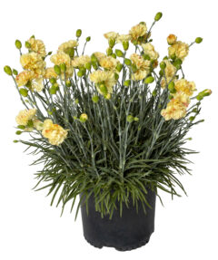 Dianthus-Scent-First-Lemon-Sparkler_132