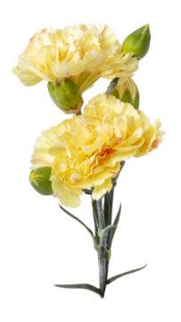 Dianthus-Scent-First-Lemon-Sparkler_265