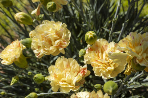 Dianthus-Scent-First-Lemon-Sparkler_2709