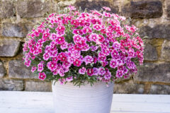 Dianthus ELECTRIC DREAMS-001