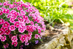 Dianthus ELECTRIC DREAMS-002