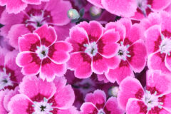 Dianthus ELECTRIC DREAMS-003