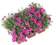 Dianthus ELECTRIC DREAMS-149