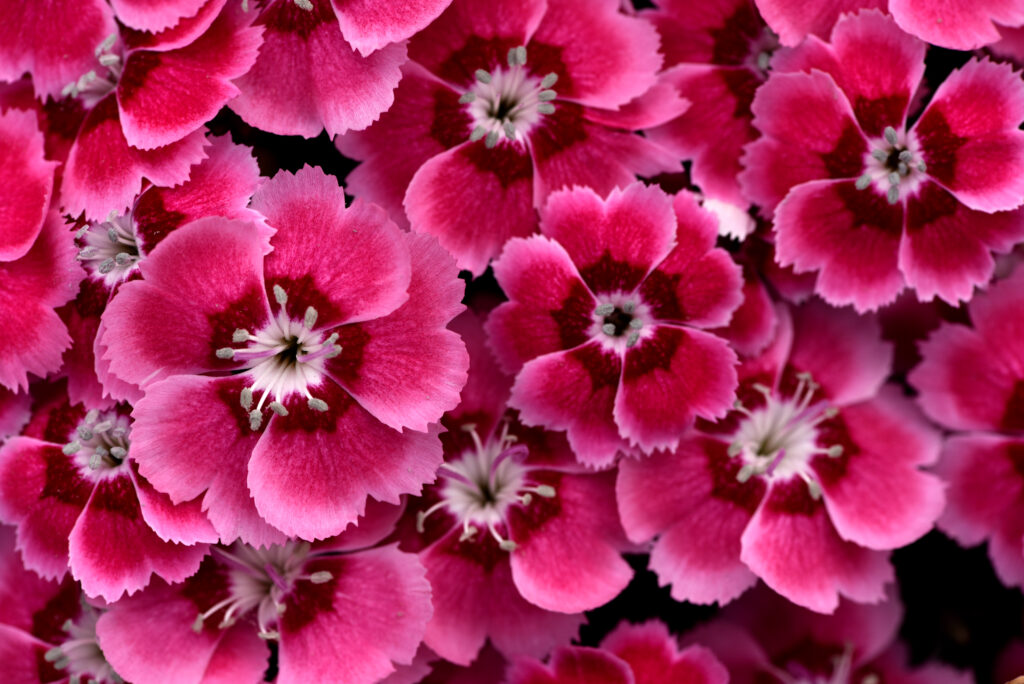 Dianthus Electric Dreams_4921