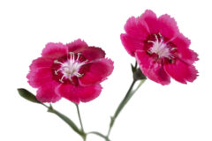 Dianthus Electric Dreams_Z6S9448