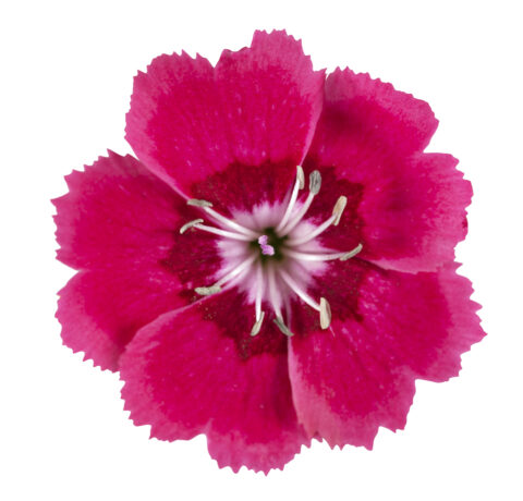 Dianthus Electric Dreams_Z6S9466