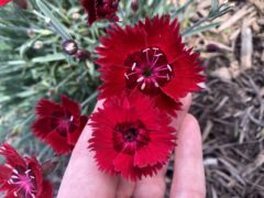 Dianthus-Fire-Star-Improved-002