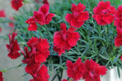 Dianthus-Fire-Star-Improved-003