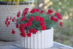 Dianthus-Fire-Star-Improved-005jpg