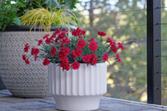 Dianthus-Fire-Star-Improved-008