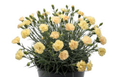 Dianthus Hello Yellow-002