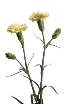 Dianthus Hello Yellow-003