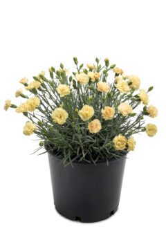 Dianthus Hello Yellow-004