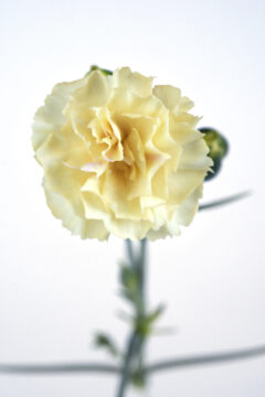 Dianthus Hello Yellow-101 2