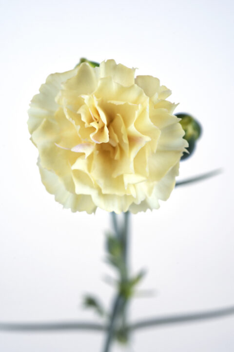 Dianthus Hello Yellow-101 2