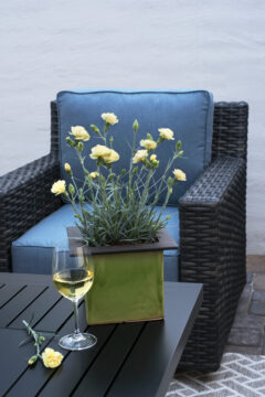 Dianthus Hello Yellow-302