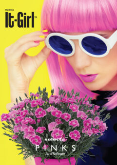 Dianthus-It-Girl-poster-1