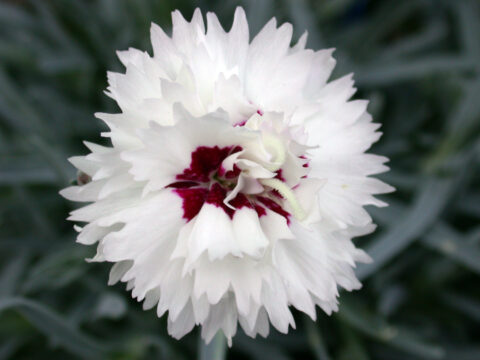 Dianthus PREMIER Silver Star 001