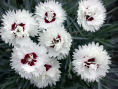 Dianthus PREMIER Silver Star 002