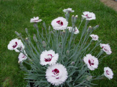 Dianthus PREMIER Silver Star 004