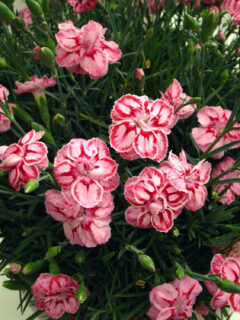 Dianthus PREMIER Starburst 002