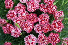 Dianthus PREMIER Starburst 003