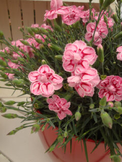 Dianthus PREMIER Starburst 004
