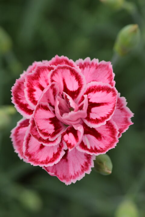 Dianthus PREMIER Starburst_0565