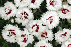 Dianthus PREMIER ilver Star 003